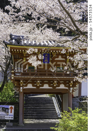 [奈良県]　壷阪寺　桜　春 54573534