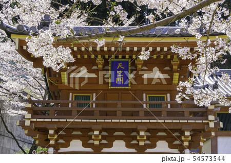 [奈良県]　壷阪寺　桜　春 54573544