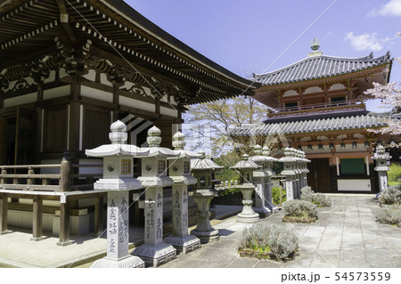 [奈良県]　壷阪寺　桜　春 54573559