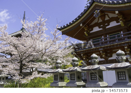 [奈良県]　壷阪寺　桜　春 54573573