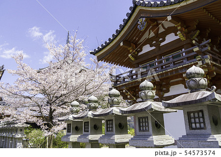 [奈良県]　壷阪寺　桜　春 54573574