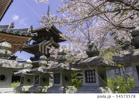 [奈良県]　壷阪寺　桜　春 54573578