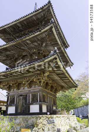 [奈良県]　壷阪寺　桜　春 54573588
