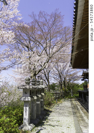 [奈良県]　壷阪寺　桜　春 54573860