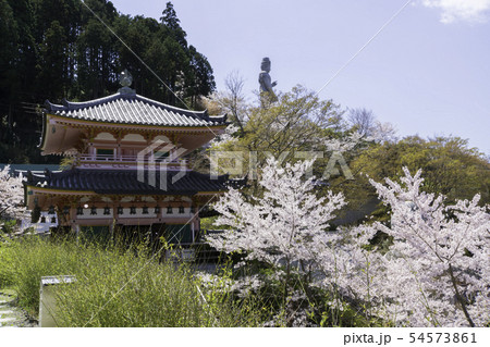 [奈良県]　壷阪寺　桜　春 54573861