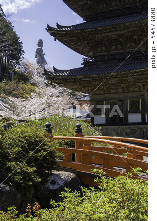 [奈良県]　壷阪寺　桜　春 54573880