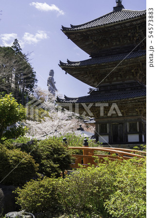 [奈良県]　壷阪寺　桜　春 54573883