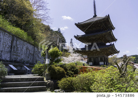 [奈良県]　壷阪寺　桜　春 54573886