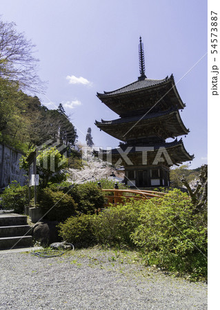 [奈良県]　壷阪寺　桜　春 54573887