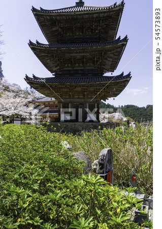 [奈良県]　壷阪寺　桜　春 54573893