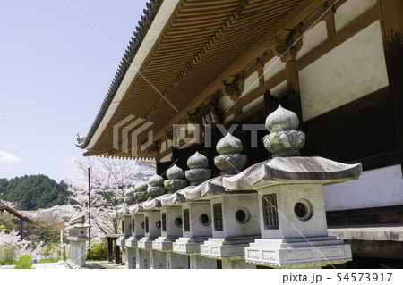 [奈良県]　壷阪寺　桜　春 54573917