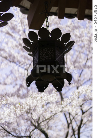[奈良県]　壷阪寺　桜　春 54573925