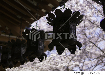 [奈良県]　壷阪寺　桜　春 54573928
