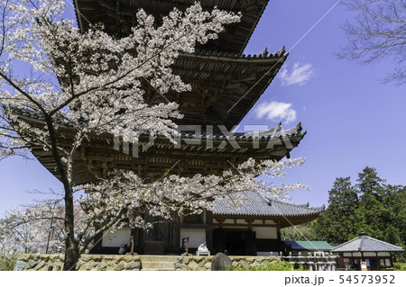 [奈良県]　壷阪寺　桜　春 54573952