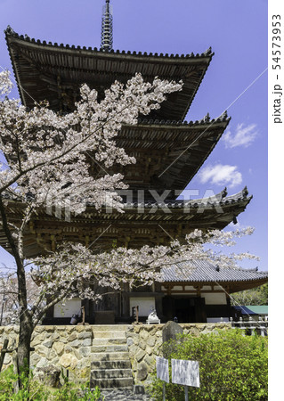[奈良県]　壷阪寺　桜　春 54573953