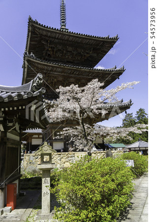 [奈良県]　壷阪寺　桜　春 54573956