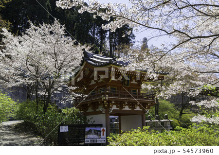 [奈良県]　壷阪寺　桜　春 54573960