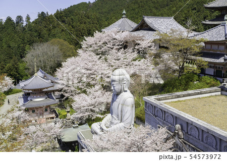 [奈良県]　壷阪寺　桜　春 54573972