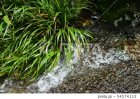 初夏のセキショウ 54574113