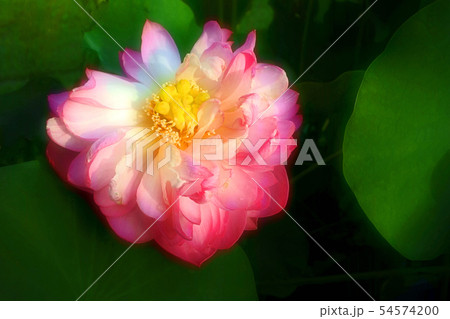 ハスの花咲くころ 54574200