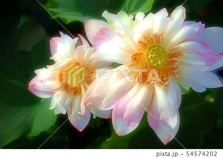 ハスの花咲くころ 54574202