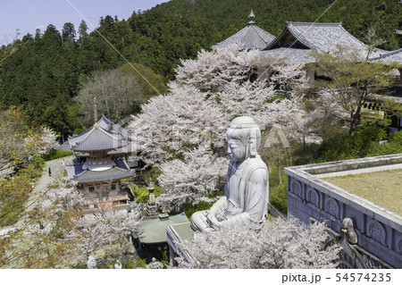 [奈良県]　壷阪寺　桜　春 54574235