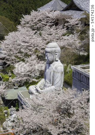 [奈良県]　壷阪寺　桜　春 54574236