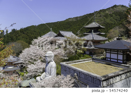 [奈良県]　壷阪寺　桜　春 54574240