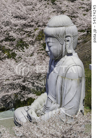 [奈良県]　壷阪寺　桜　春 54574245