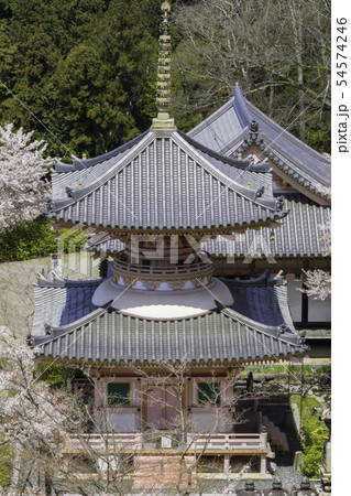 [奈良県]　壷阪寺　桜　春 54574246