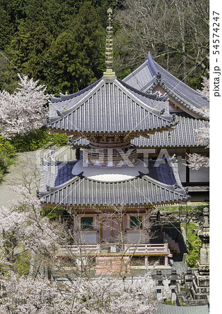 [奈良県]　壷阪寺　桜　春 54574247