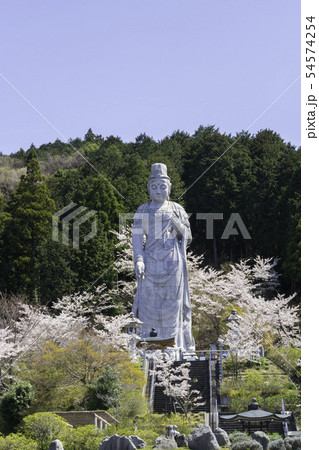 [奈良県]　壷阪寺　桜　春 54574254