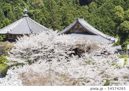 [奈良県]　壷阪寺　桜　春 54574265