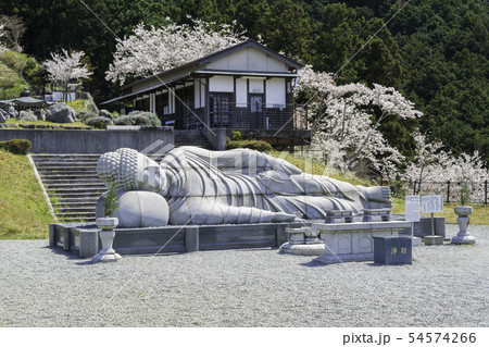 [奈良県]　壷阪寺　桜　春 54574266