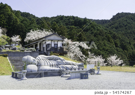 [奈良県]　壷阪寺　桜　春 54574267