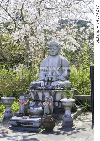 [奈良県]　壷阪寺　桜　春 54574277