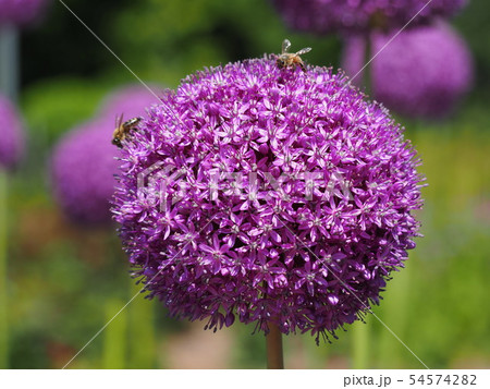 満開のアリウム・ギカンチウムと蜜蜂 54574282