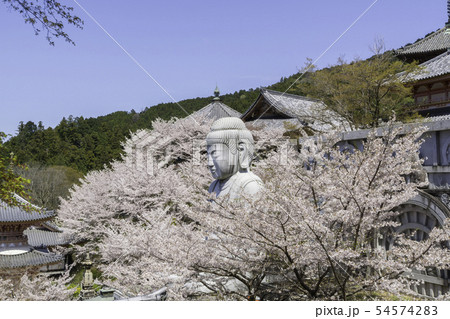 [奈良県]　壷阪寺　桜　春 54574283
