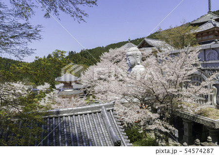 [奈良県]　壷阪寺　桜　春 54574287