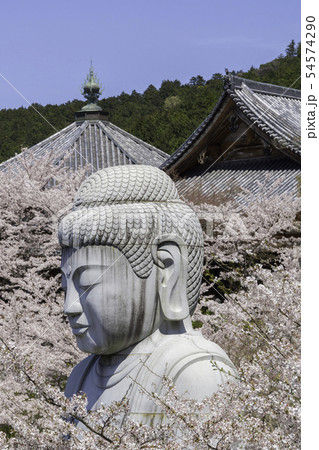 [奈良県]　壷阪寺　桜　春 54574290