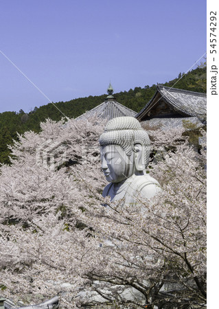 [奈良県]　壷阪寺　桜　春 54574292