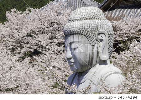 [奈良県]　壷阪寺　桜　春 54574294
