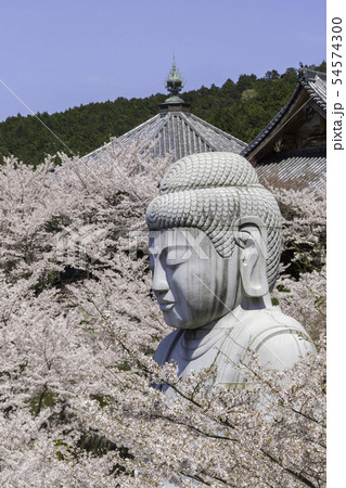 [奈良県]　壷阪寺　桜　春 54574300