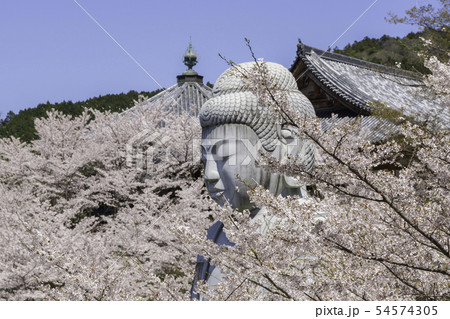 [奈良県]　壷阪寺　桜　春 54574305