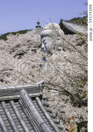 [奈良県]　壷阪寺　桜　春 54574309