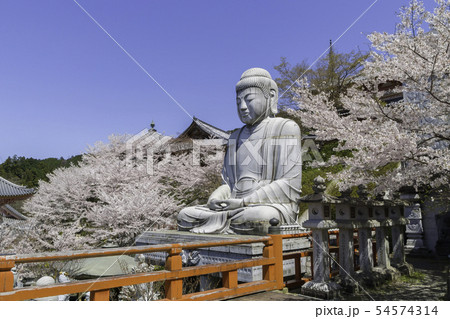 [奈良県]　壷阪寺　桜　春 54574314