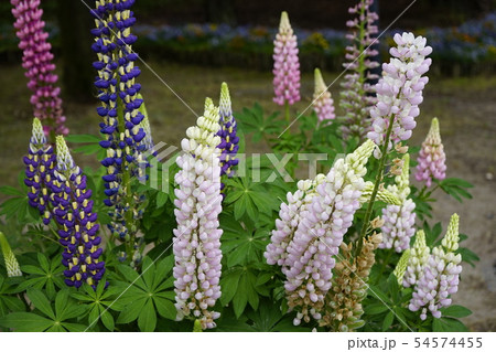 ルピナス 花畑 01 ルピナス 花畑 01 54574455