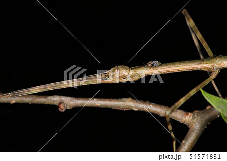 ナナフシモドキ 枝に擬態する昆虫の写真素材