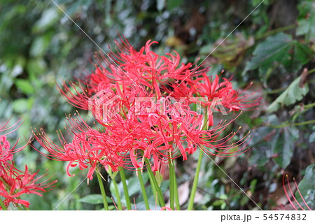 お彼岸の花と言えばヒガンバナ 彼岸花 の写真素材