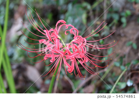 彼岸花(別名;曼珠沙華) 彼岸花(別名;曼珠沙華) 54574861
